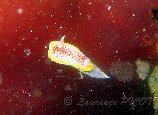 Ma limace diaphorodoris reticulata 6.JPG - Mer de la manche - Cherbourg